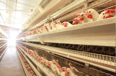 规模化全自动养鸡设备场的管理制度